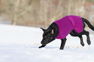 Lanullva Hundedekken Ull, Plomme-Lanullva