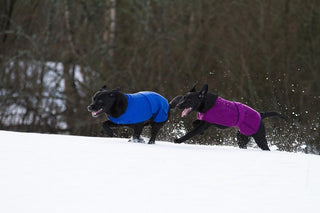 Lanullva Lanullva Hundedekken, Plomme